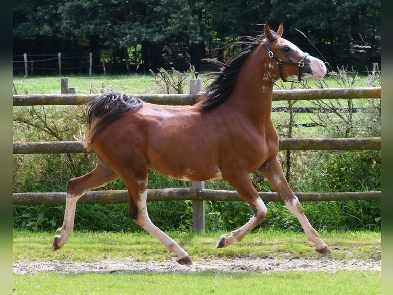 Arabiskt fullblod Valack 3 år 155 cm Brun in Mörsdorf