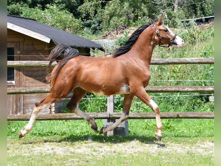 Arabiskt fullblod Valack 3 år 155 cm Brun in Mörsdorf