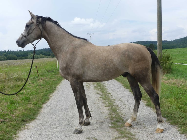 Arabiskt fullblod Valack 3 år 155 cm Grå in Herzberg am Harz