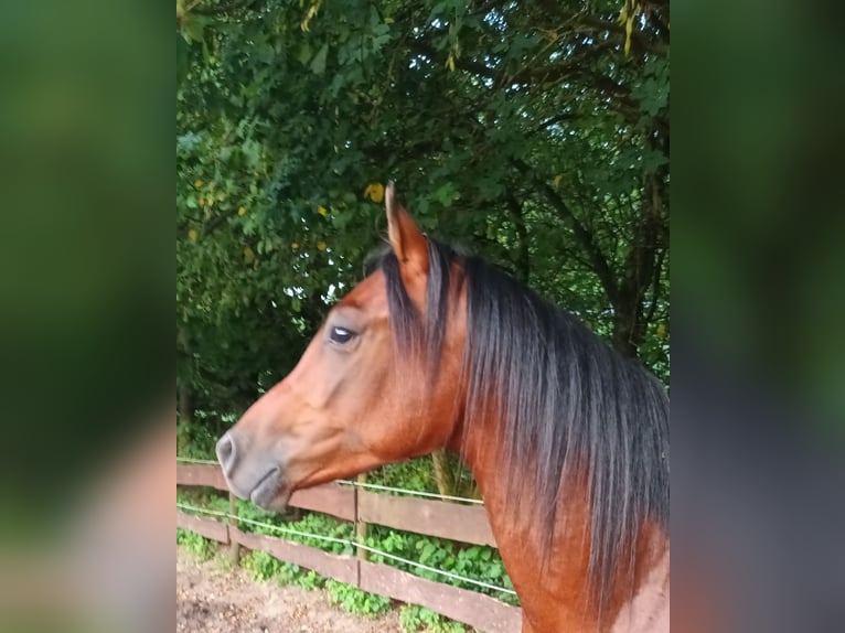 Arabiskt fullblod Valack 3 år 158 cm Brun in Biebergemünd