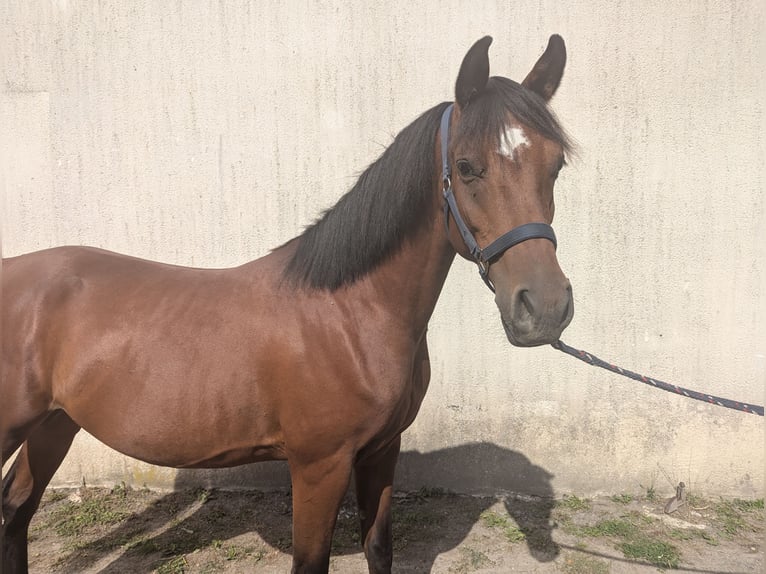 Arabiskt fullblod Valack 4 år 145 cm Brun in Quetteville