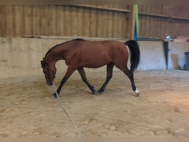 Arabiskt fullblod Valack 4 år 145 cm Brun in Quetteville