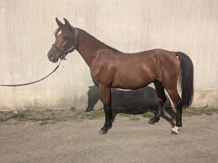 Arabiskt fullblod Valack 4 år 145 cm Brun in Quetteville