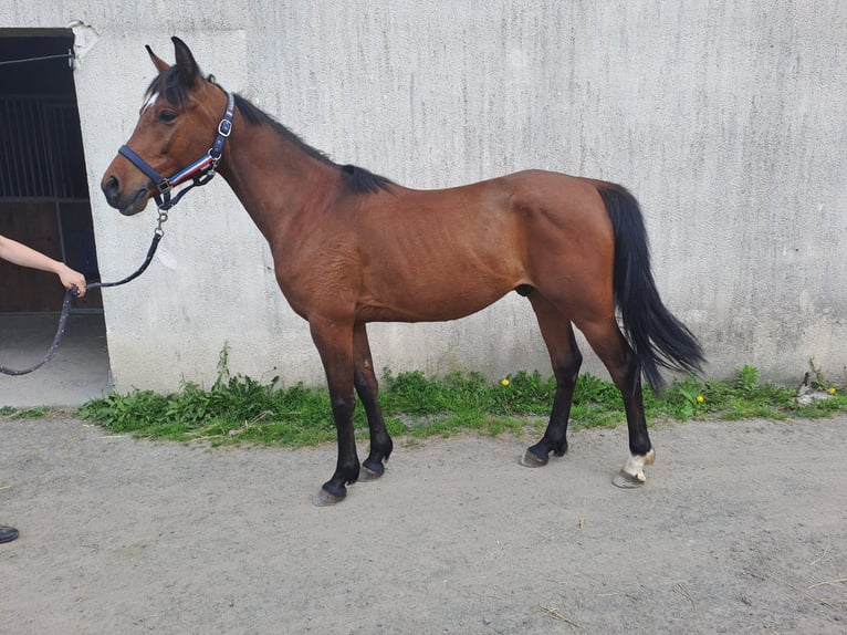 Arabiskt fullblod Valack 4 år 148 cm Brun in Quetteville