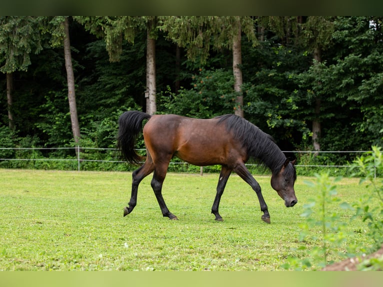 Arabiskt fullblod Valack 4 år 150 cm Mörkbrun in Kirchanschöring