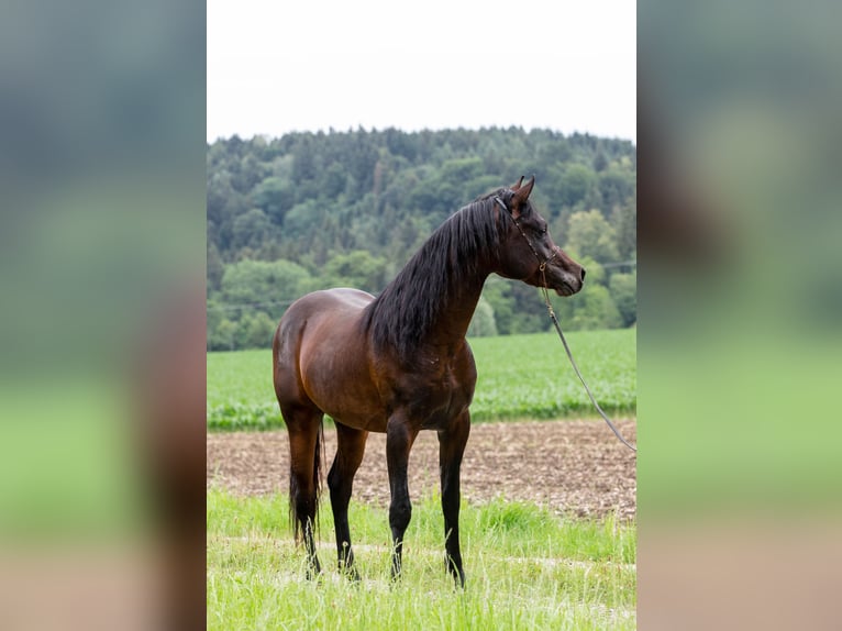 Arabiskt fullblod Valack 4 år 150 cm Mörkbrun in Kirchanschöring