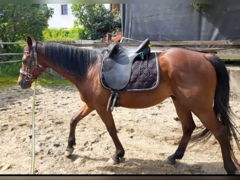 Arabiskt fullblod Valack 5 år 155 cm Brun in Weilen unter den Rinnen