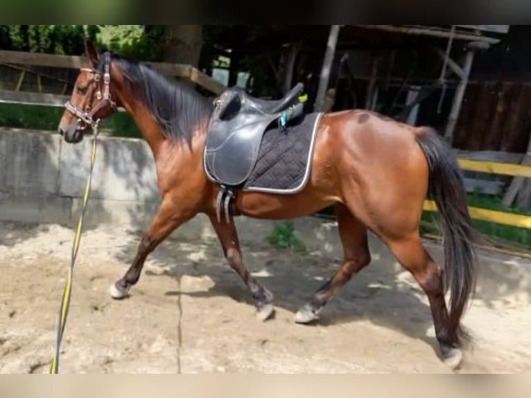 Arabiskt fullblod Valack 5 år 155 cm Brun in Weilen unter den Rinnen