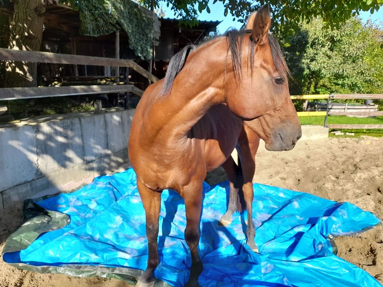 Arabiskt fullblod Valack 5 år 155 cm Brun in Weilen unter den Rinnen