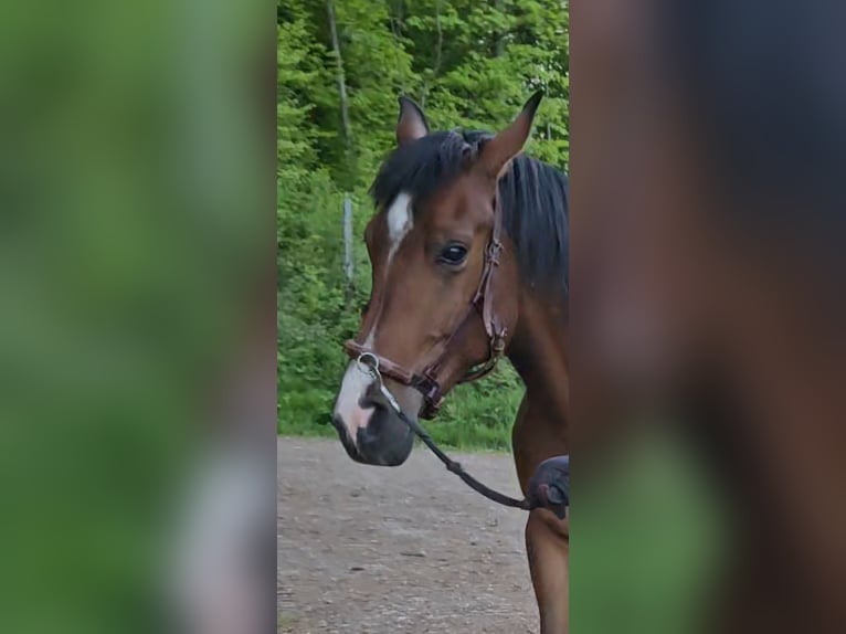 Arabiskt fullblod Valack 6 år 147 cm Brun in Winterthur