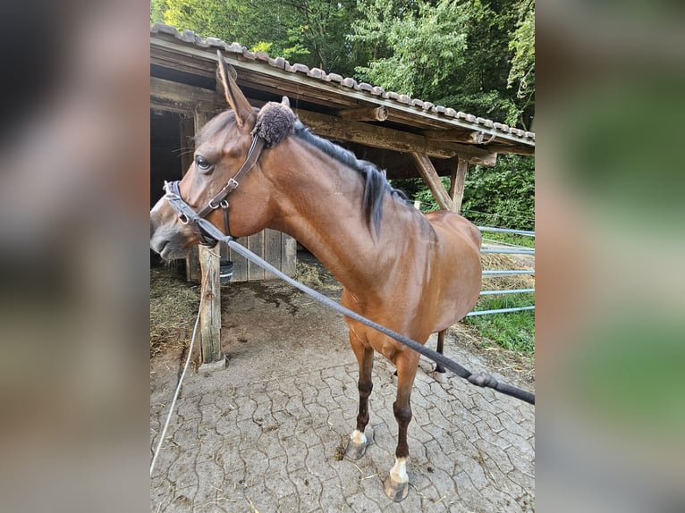 Arabiskt fullblod Valack 6 år 147 cm Brun in Winterthur