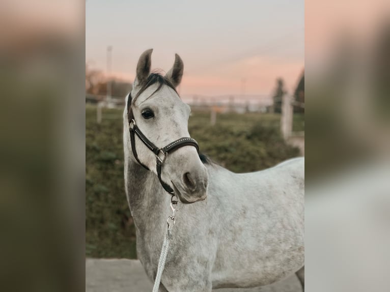 Arabiskt fullblod Valack 6 år 150 cm Grå-mörk-brun in ArgenbühlArgenbühl