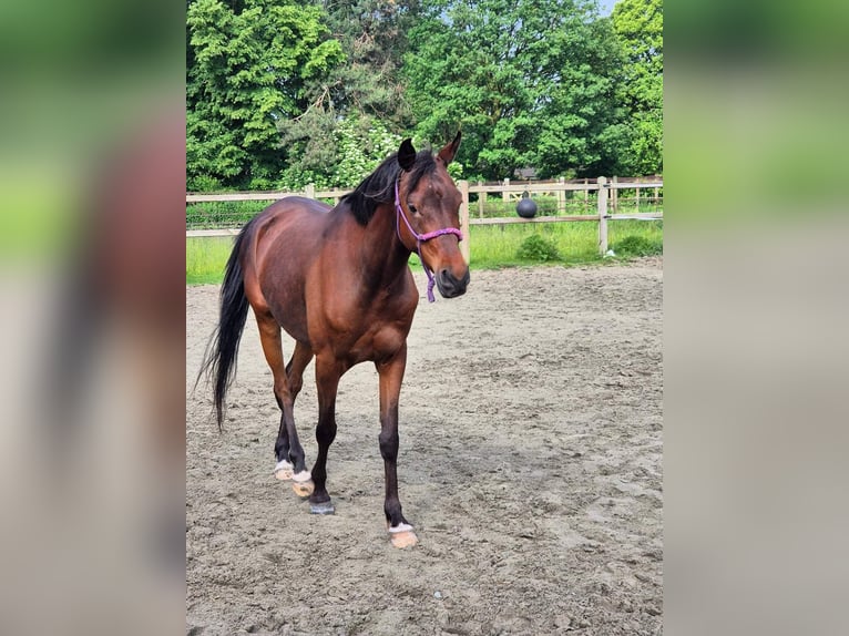 Arabiskt fullblod Valack 6 år 150 cm Mörkbrun in Gierle