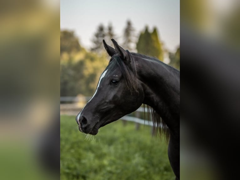 Arabiskt fullblod Valack 6 år 151 cm Svart in Neuburg an der Donau