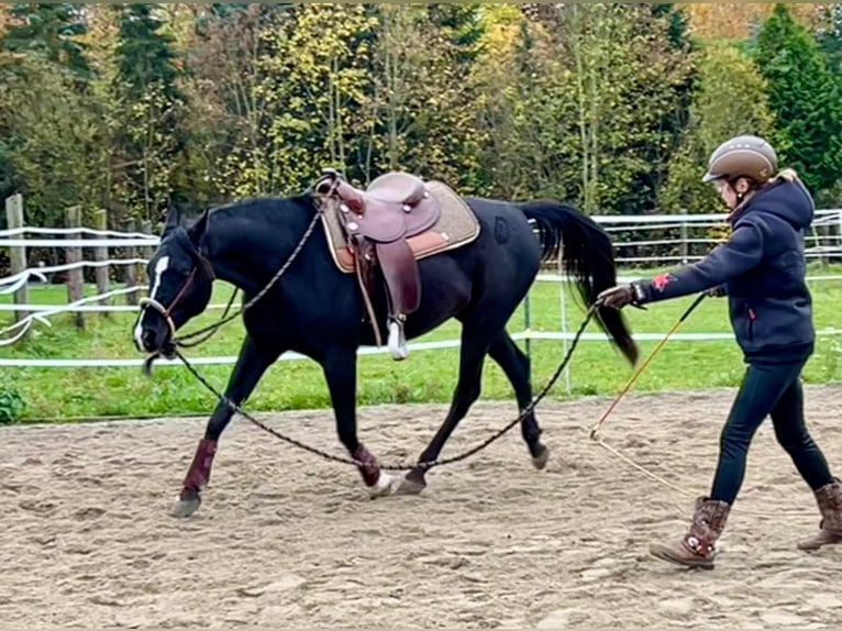 Arabiskt fullblod Valack 6 år 151 cm Svart in Neuburg an der Donau