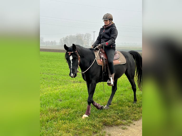 Arabiskt fullblod Valack 6 år 151 cm Svart in Neuburg an der Donau