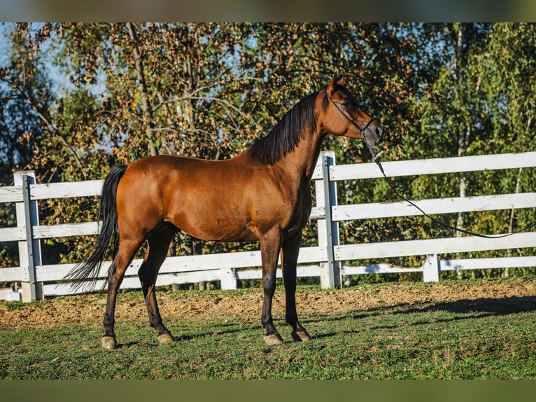 Arabiskt fullblod Valack 6 år 152 cm Brun in Skrzyszów