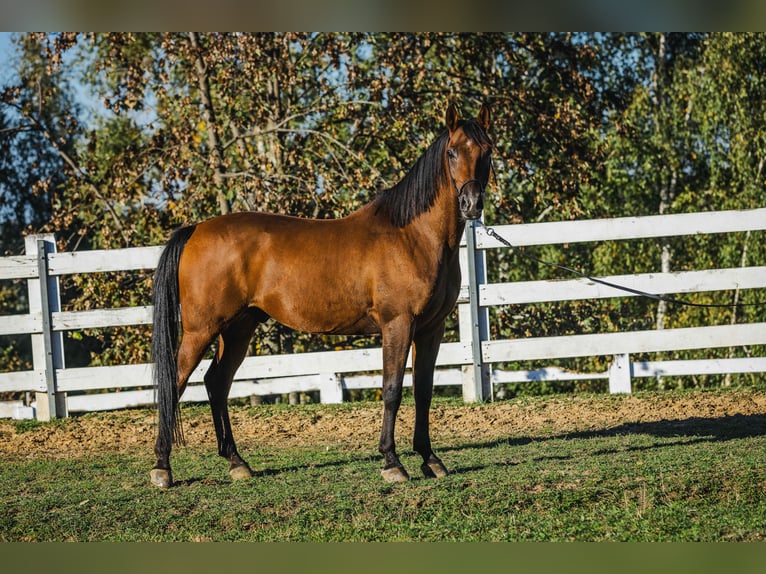 Arabiskt fullblod Valack 6 år 152 cm Brun in Skrzyszów