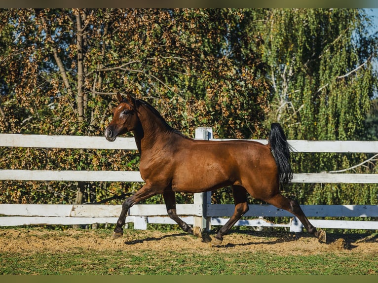 Arabiskt fullblod Valack 6 år 152 cm Brun in Skrzyszów