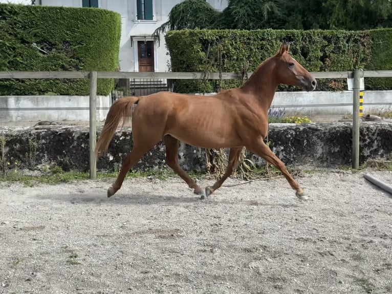 Arabiskt fullblod Valack 6 år 155 cm Fux in Penthaz