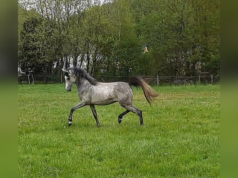 Arabiskt fullblod Valack 7 år 152 cm Grå in Bridel