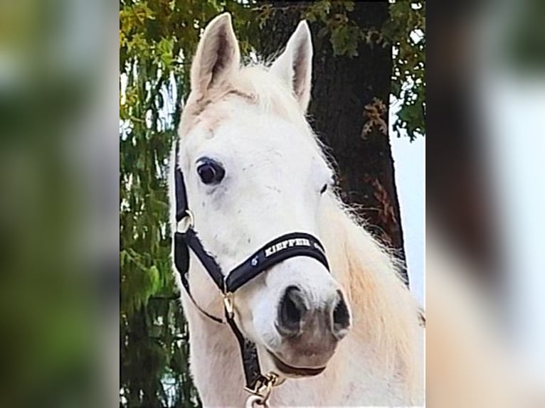 Arabiskt fullblod Valack 9 år 154 cm Grå in Gersheim