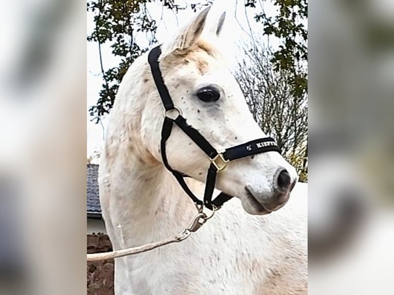 Arabiskt fullblod Valack 9 år 154 cm Grå in Gersheim