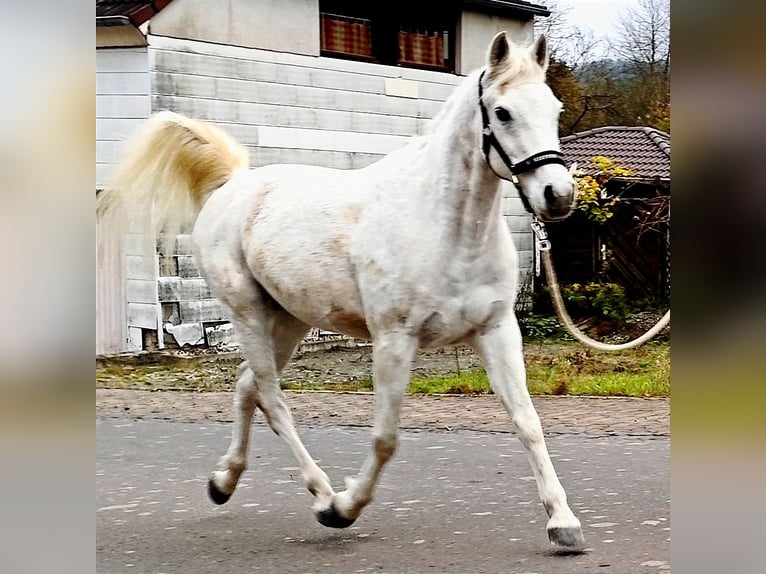 Arabiskt fullblod Valack 9 år 154 cm Grå in Gersheim