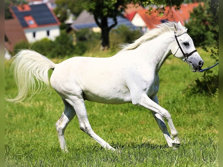 Arabiskt fullblod Valack 9 år 154 cm Grå in Gersheim