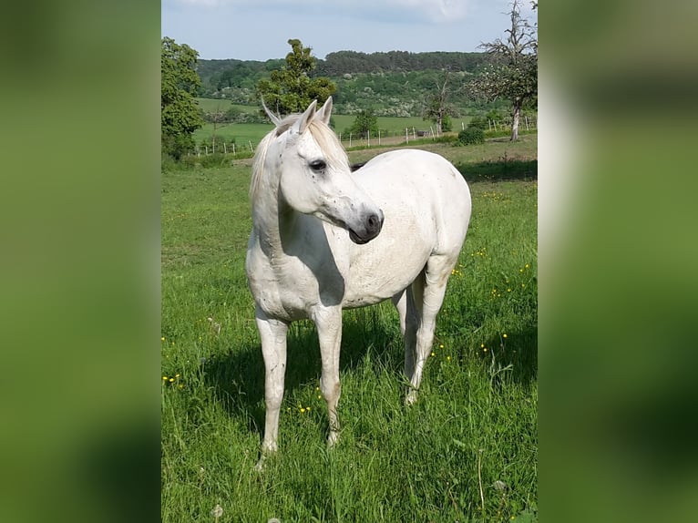 Arabiskt fullblod Valack 9 år 154 cm Grå in Gersheim