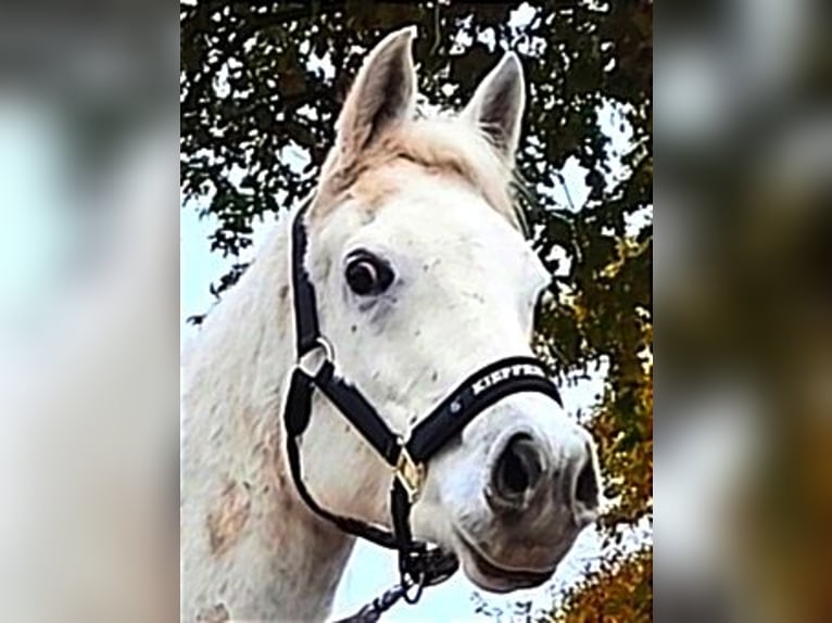 Arabiskt fullblod Valack 9 år 154 cm Grå in Gersheim