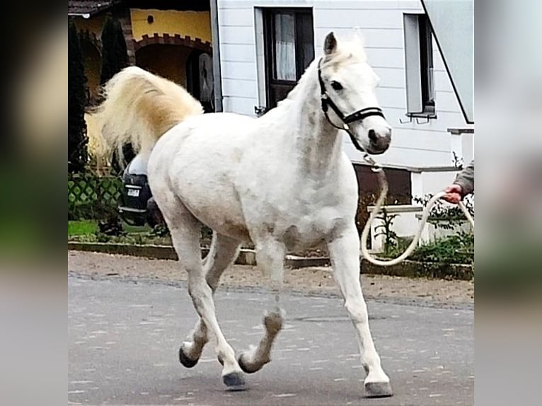 Arabiskt fullblod Valack 9 år 154 cm Grå in Gersheim