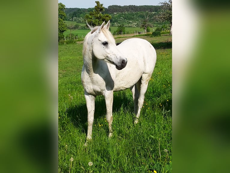 Arabiskt fullblod Valack 9 år 154 cm Grå in Gersheim