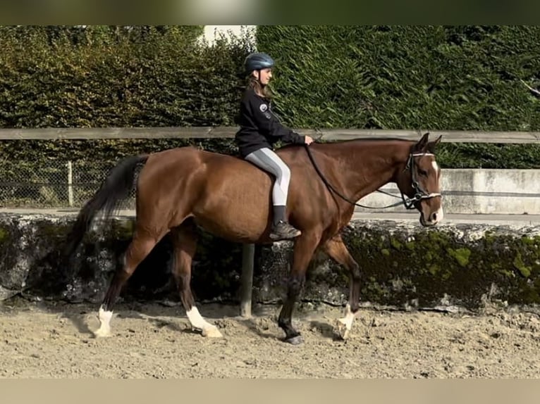 Arabiskt fullblod Valack 9 år 163 cm Brun in Penthaz