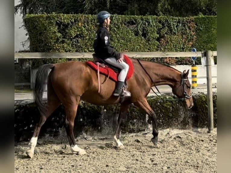 Arabiskt fullblod Valack 9 år 163 cm Brun in Penthaz