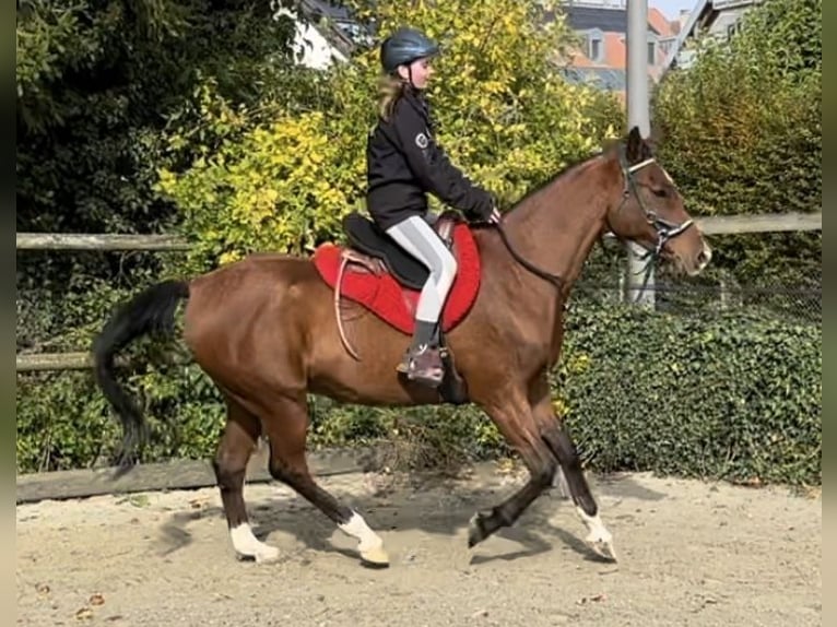 Arabiskt fullblod Valack 9 år 163 cm Brun in Penthaz