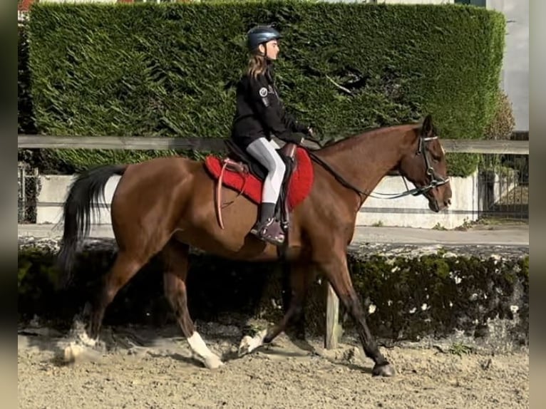 Arabiskt fullblod Valack 9 år 163 cm Brun in Penthaz