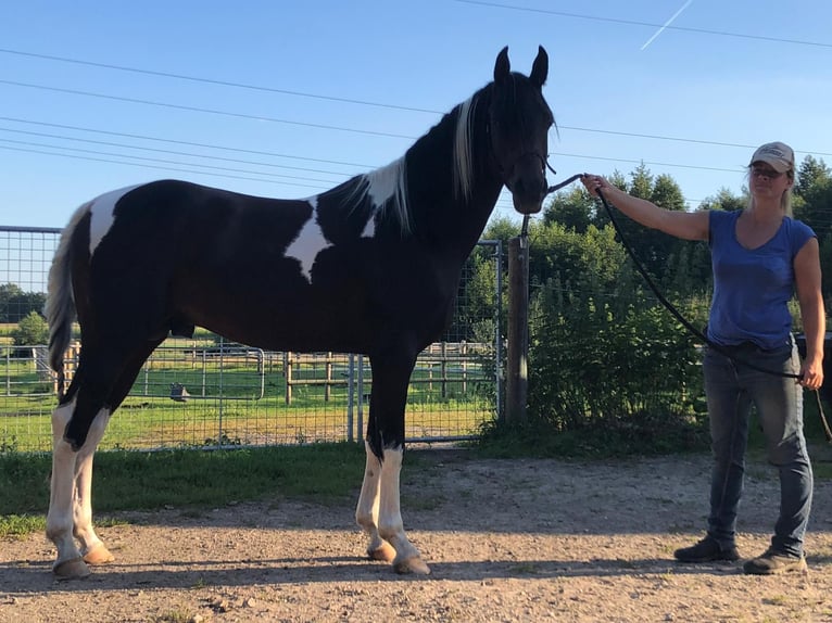 Arabiskt halvblod Hingst Föl (04/2024) 150 cm Tobiano-skäck-alla-färger in Sulingen