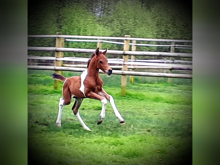 Arabiskt halvblod Hingst Föl (04/2024) 150 cm Tobiano-skäck-alla-färger in Sulingen