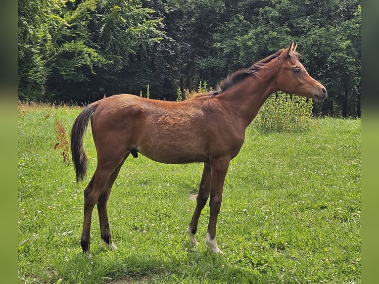 Arabiskt halvblod Blandning Hingst Föl (03/2024) 150 cm in Simmerath