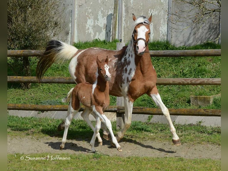 Arabiskt halvblod Hingst Föl (03/2024) 152 cm Tobiano-skäck-alla-färger in Mörsdorf