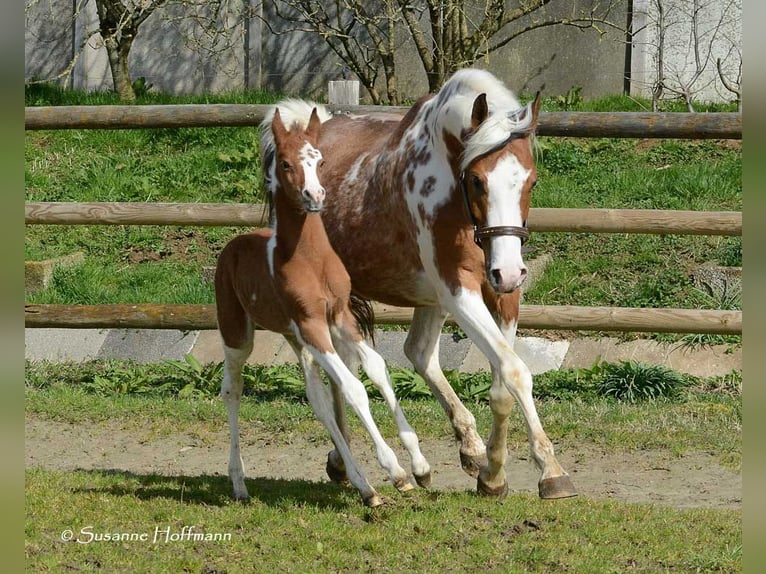 Arabiskt halvblod Hingst Föl (03/2024) 152 cm Tobiano-skäck-alla-färger in Mörsdorf