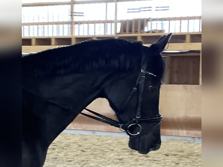 Arabiskt halvblod Hingst Föl (01/2024) 160 cm Gulbrun in Frelsdorf