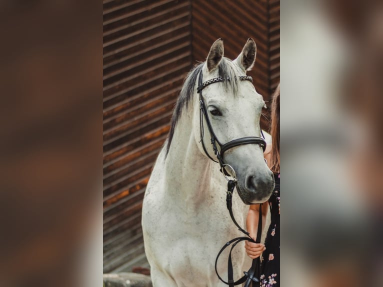 Arabiskt halvblod Sto 14 år 158 cm Grå-flugskimmel in Atzbach