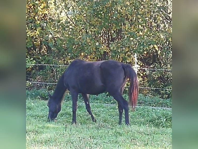 Arabiskt halvblod Sto 2 år 158 cm in Bad Endbach