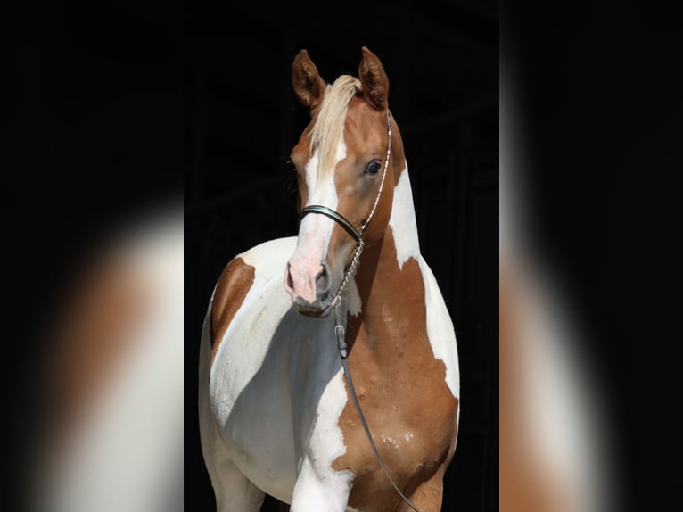 Arabiskt halvblod Sto 2 år 163 cm Pinto in Bad Oldesloe