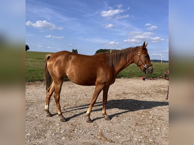 Arabiskt halvblod Sto 3 år 149 cm fux in Reichenbach