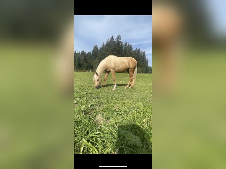 Arabiskt halvblod Sto 4 år 142 cm Palomino in Wald AR