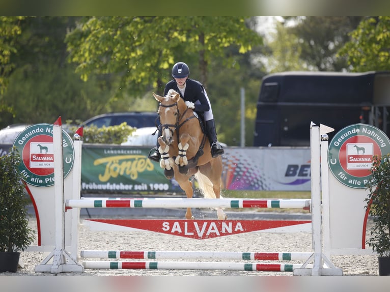 Arabiskt halvblod Sto 7 år 160 cm Palomino in Winkelsett