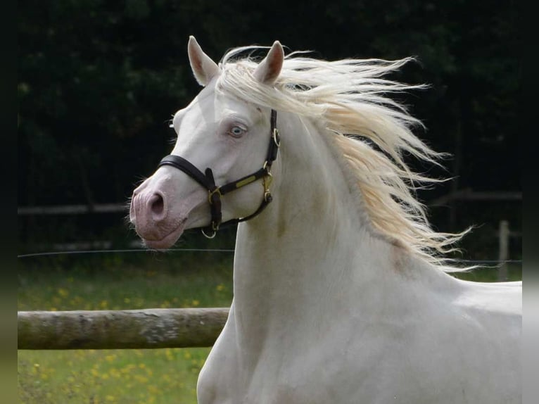 Arabiskt halvblod Sto Föl (02/2024) 153 cm Palomino in Mörsdorf